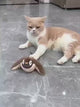 Kitten - Interaktiv katt leksak